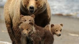 Alaska should support existing national park wildlife regulations