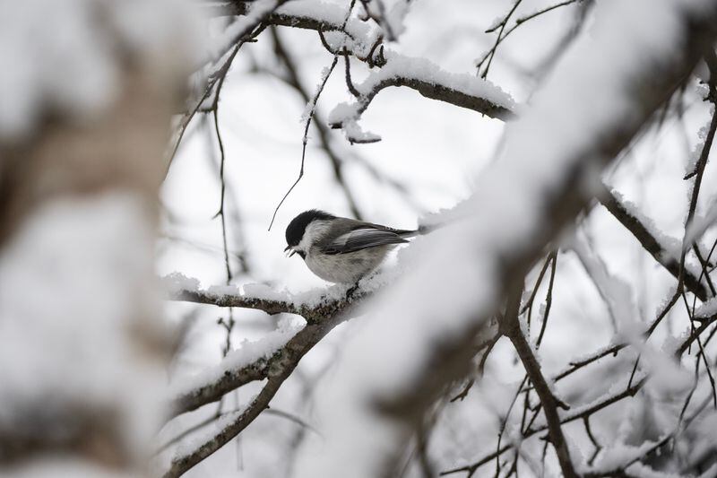 A black-capped chickadee perches on a snowy brance along the Chester Creek greenbelt in Anchorage on April 5, 2024. (Marc Lester / ADN)