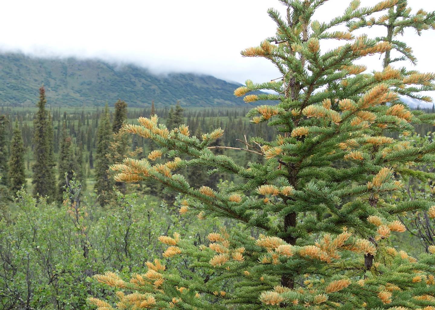 A white spruce tree infected by spruce needle rust fungus