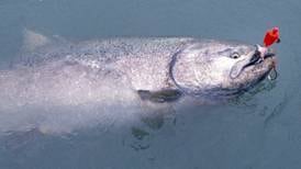 After poor returns, state prepares to close Kenai River to king salmon fishing early this year