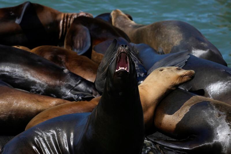 A sea lion yawns while on a raft along Pier 39, Thursday, May 2, 2024, in San Francisco. (AP Photo/Godofredo A. Vásquez)
