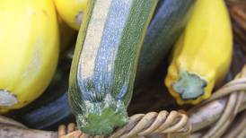 Locally grown zucchini and broccoli? Summer heat brings them early.