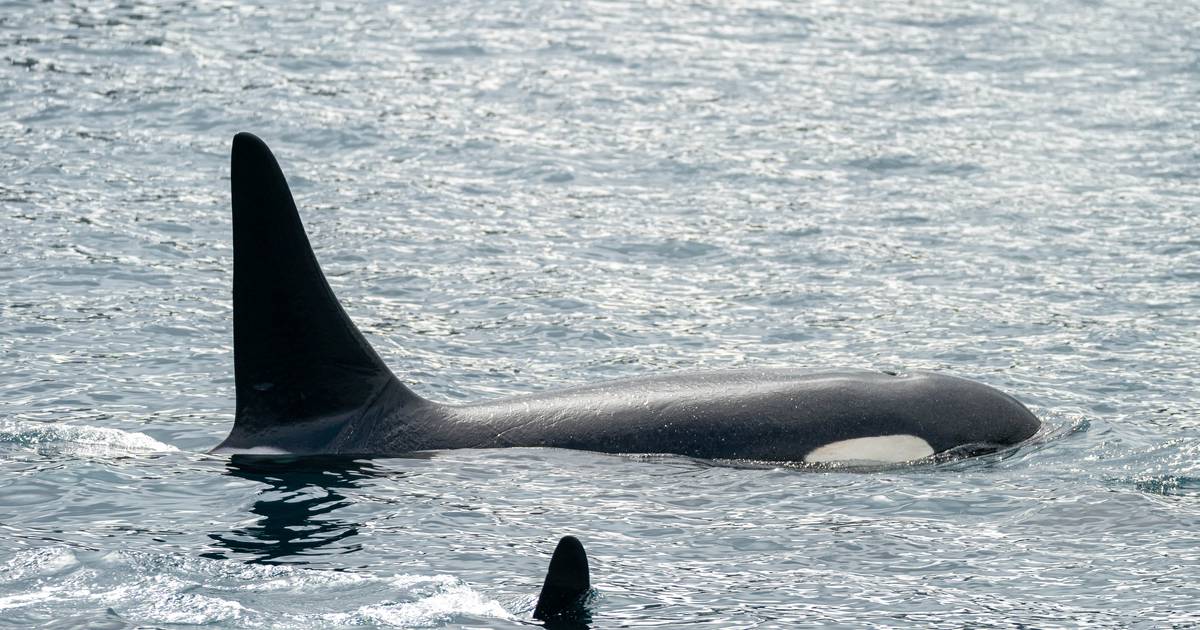NOAA Fisheries releases more information about ‘high level’ of killer whales caught this year by Alaska trawl fleet