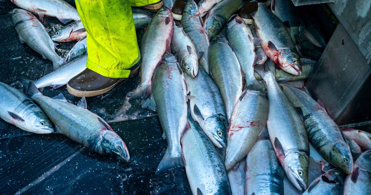 A nostalgic memoir recounts fishing life, from southeast Alaska to Bristol Bay