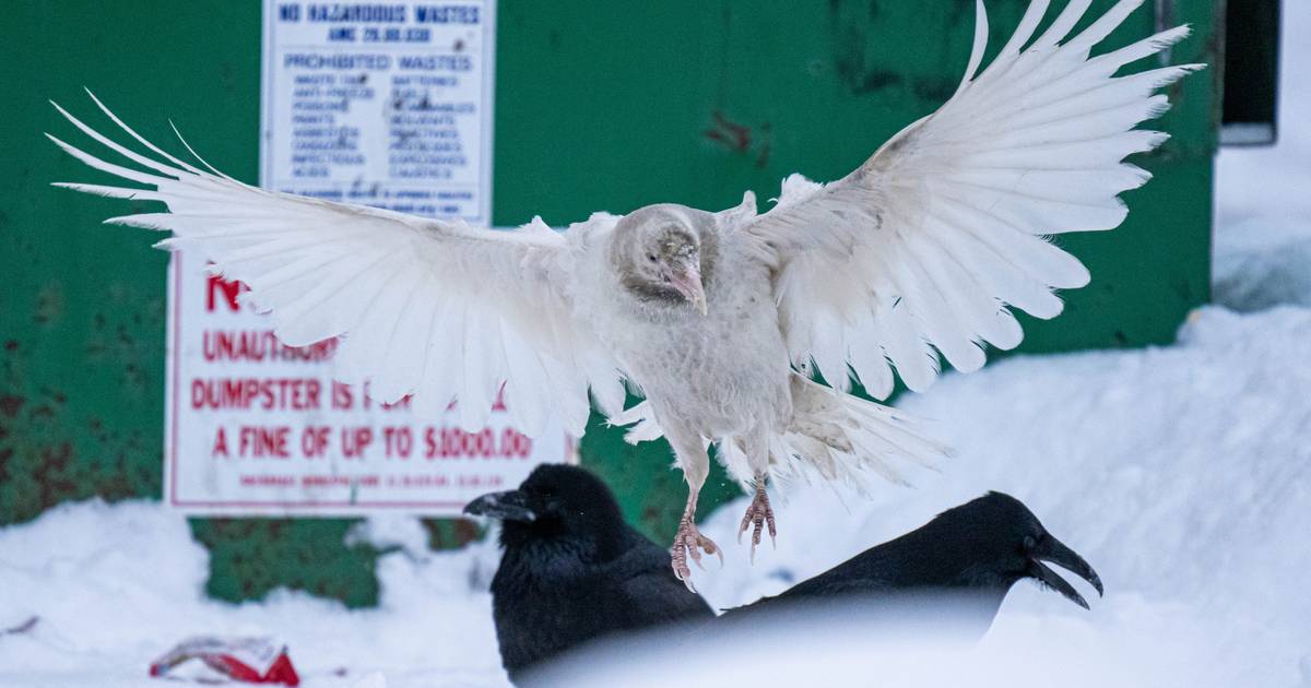Anchorage’s white raven achieves celebrity status, inspiring art, lore and adulation