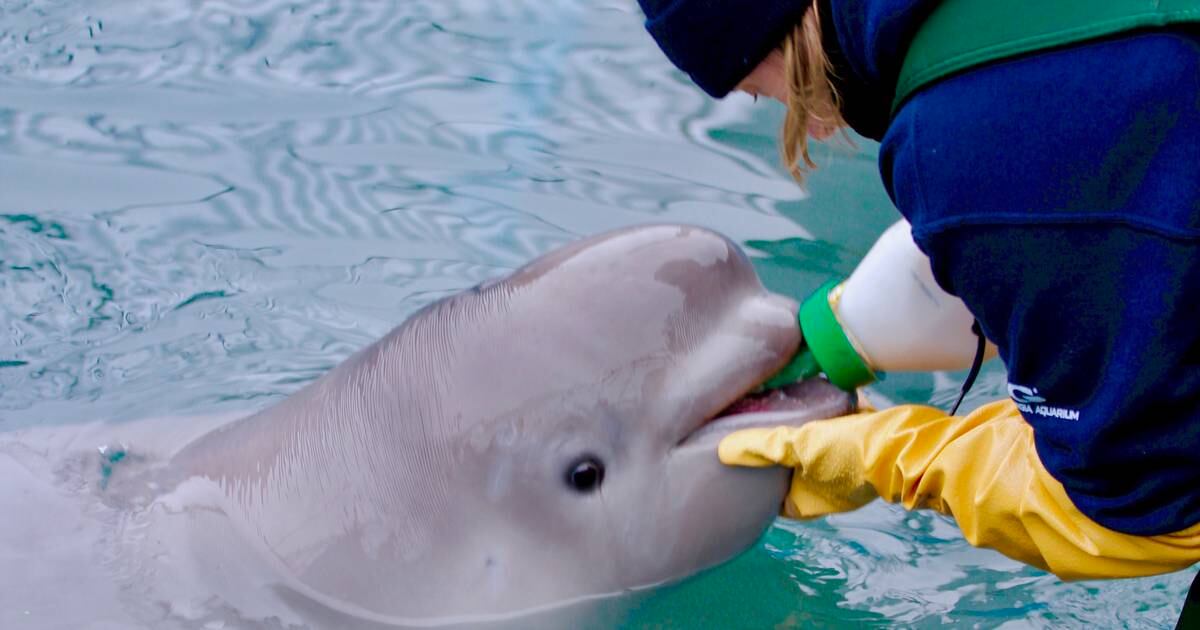 Baby Beluga Dies At SeaWorld After 3 Weeks In A Tank - The Dodo