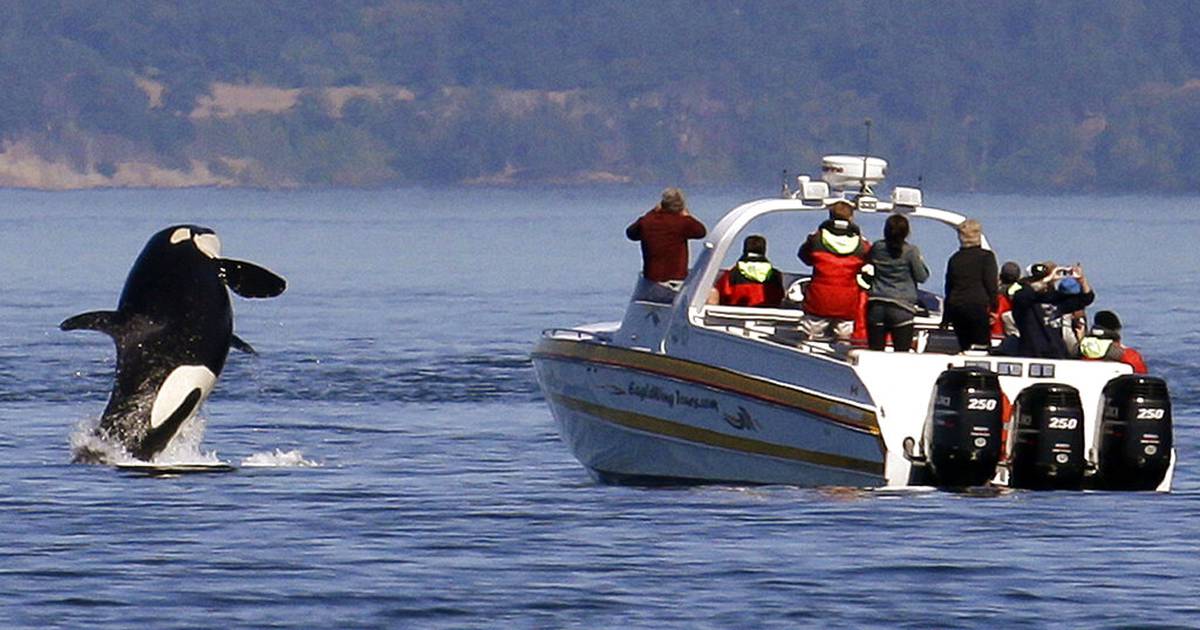 A female orca appears to be teaching others to attack boats