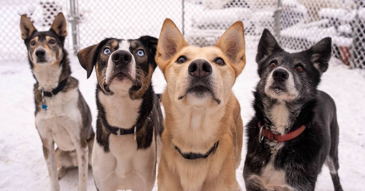 Retired from racing, sled dogs are finding new homes with help from an Alaska nonprofit