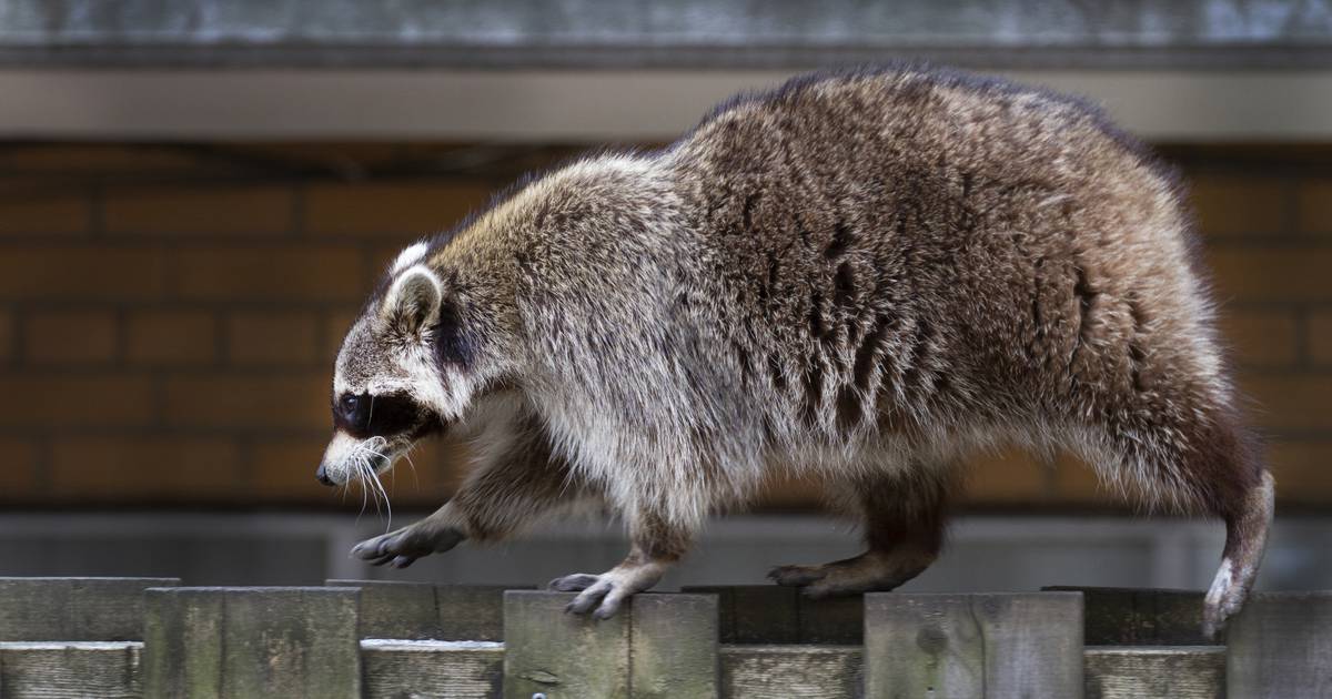 Farmed for his or her fur or taken as pets, raccoons aren’t indigenous to Alaska, however they’ve a protracted and attention-grabbing historical past