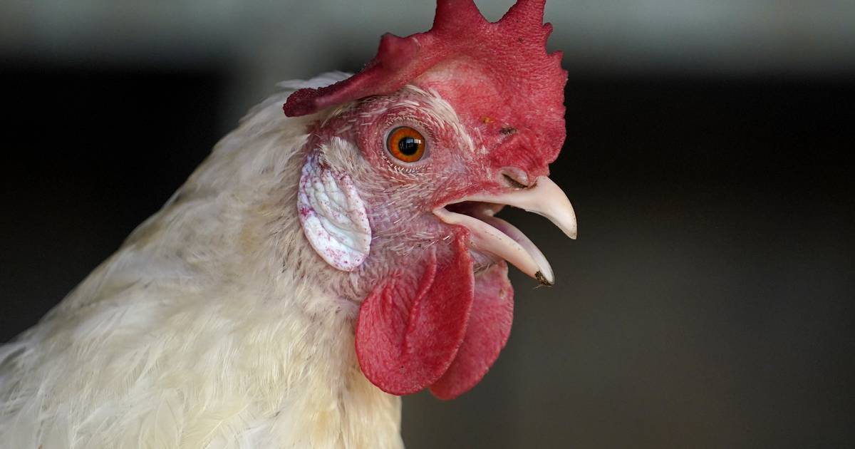 阿拉斯加在马特苏的后院羊群中发现首例禽流感病例