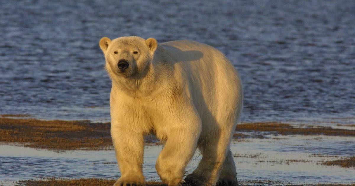 The death of a polar bear in Alaska due to bird flu is a global first and a sign of the persistence of the virus