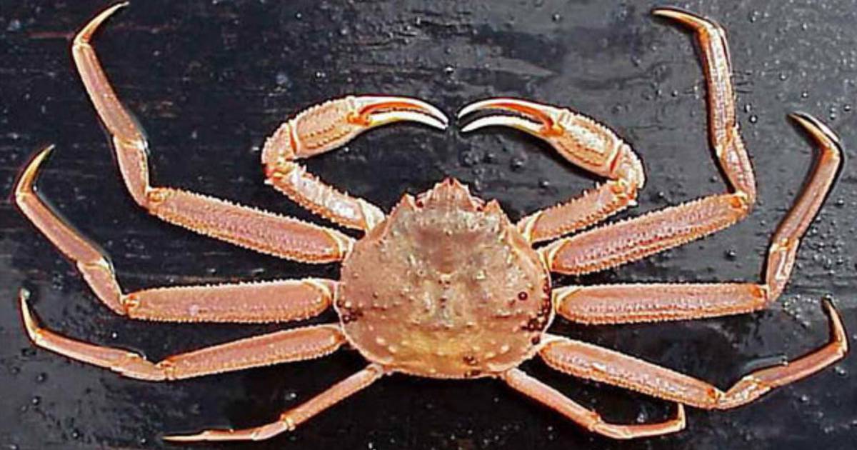 3 fishermen accused of illegally transporting Alaska crab to Seattle for better prices