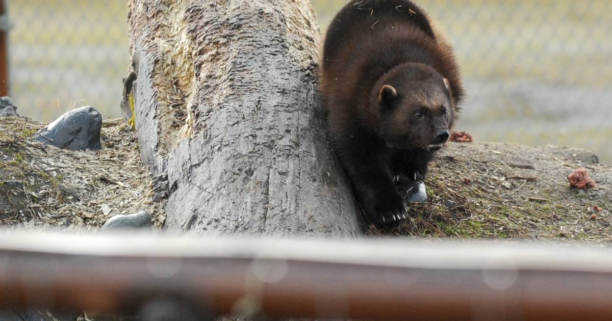Why wolverines might be the next big thing in Alaska avalanche search and  rescue