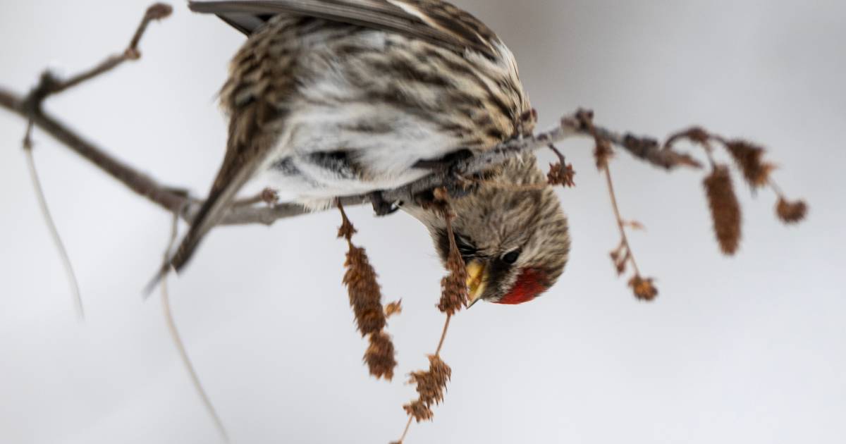 OPINION: Welcome spring with a serenade of redpolls