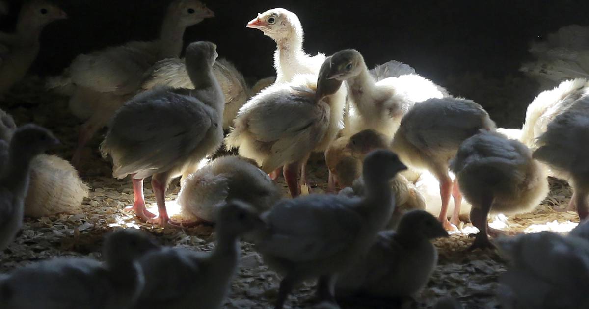 La influenza aviar se ha extendido a 27 estados, lo que ha provocado un fuerte aumento en los precios de los huevos