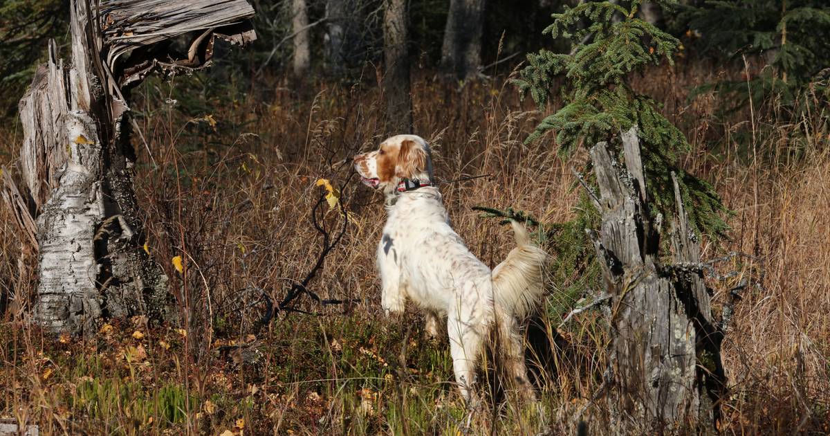 Your hunting dog might be a pointer or a flusher 
