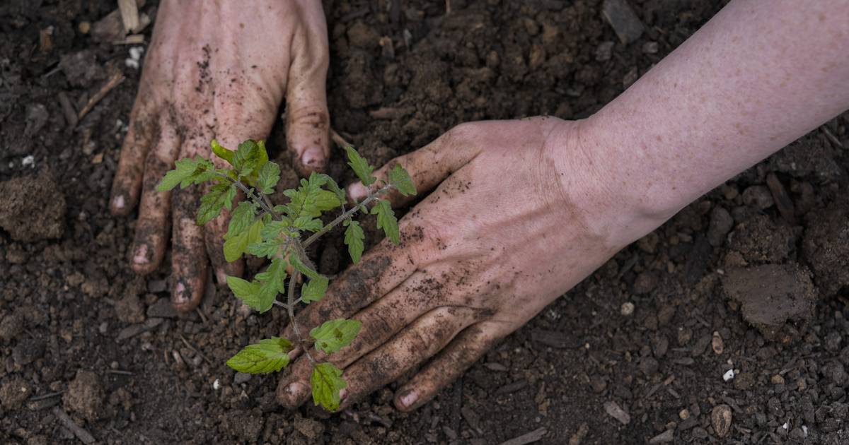 Alaska gardening myths busted