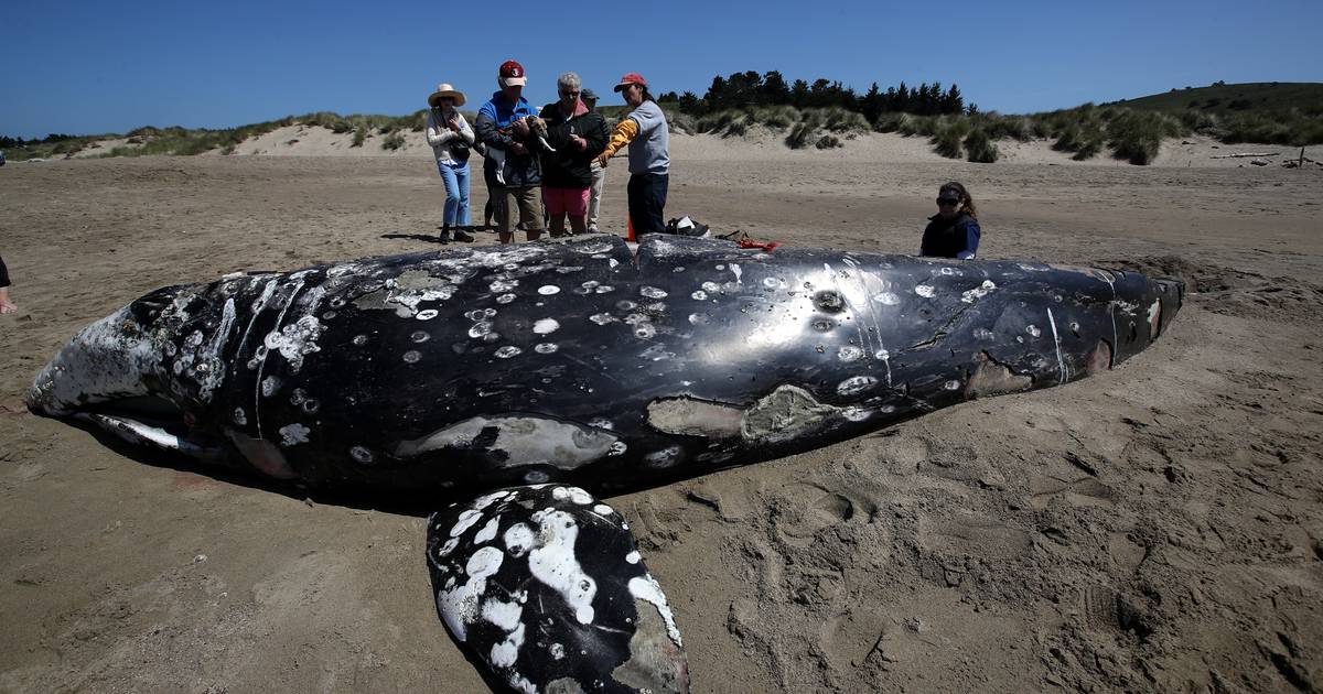 As gray whale мigration reaches its peak, scientists fear another unexplained die-off