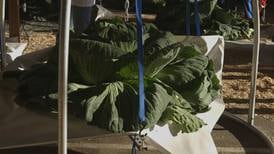 Video: Alaska State Fair Cabbage Weigh-off 2014
