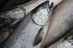 OPINION: How can we reverse Alaska’s king salmon decline?