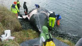 Body of dead Unalaska humpback whale to be used for science, art