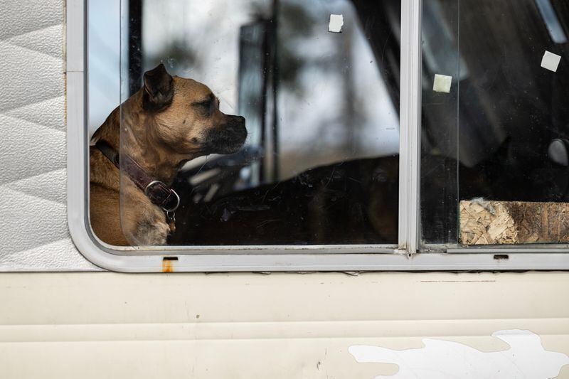 A dog watches from a recreational vehicle as clearing begins at an extensive homeless encampment in Midtown on Tuesday. (Marc Lester / ADN)