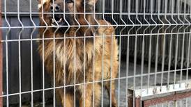 Mat-Su Borough now requires all ‘found’ animals get turned over to shelter