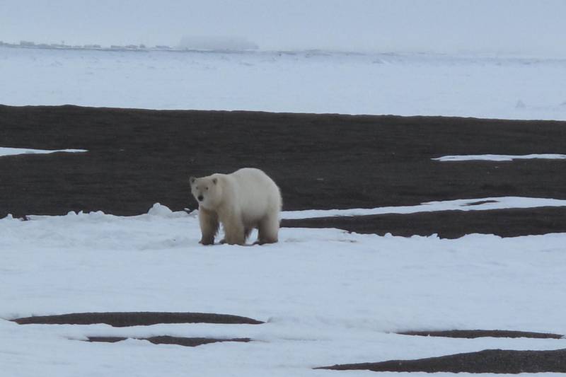 Polar bears of the past survived warm periods. What does that mean for the future?