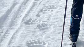 Are bear tracks on snow an unusual sign of the season or the norm?