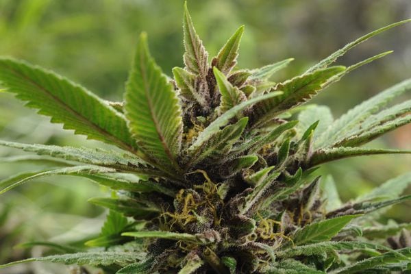 Alabama Legalizes Medical Cannabis - News - Analytical Cannabi...
                                            </div>
                                        </div>
                                        <div class=