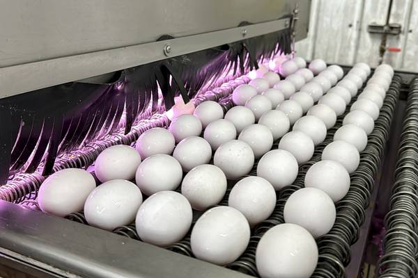 What’s keeping egg prices high for Easter? It’s not just inflation.