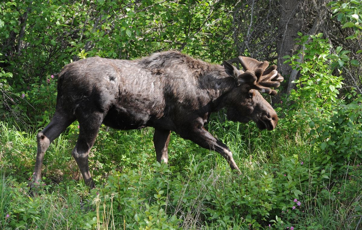 Anchor Point moose poacher fined $100,000, sentenced to jail ...