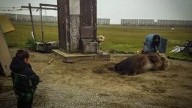 Musk ox killed in Wales while repeatedly charging tethered dog