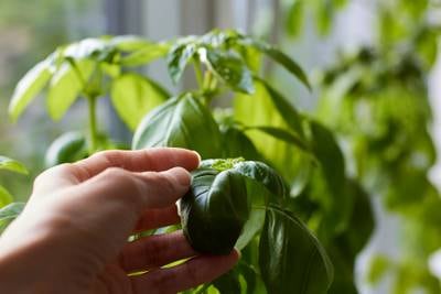 Potatoes, tomatoes, herbs and more: Indoor lights open possibilities for winter gardening