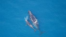 Feds commit to recovery plan for endangered right whales