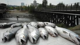 Ship Creek is having a one-day silver salmon derby Saturday, with $1,000 going to the winner