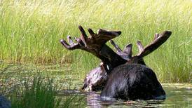 Something is killing off moose from B.C. to New England