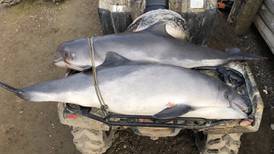 Harbor porpoise bycatch near Point Barrow contributes to larger study on Bering Sea population