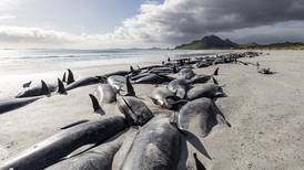 477 pilot whales die in ‘heartbreaking’ New Zealand strandings