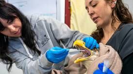 As migrating birds return to Alaska, state veterinarian warns of continued avian influenza threat