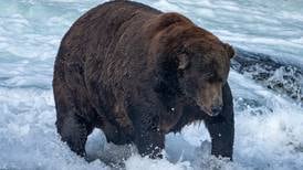 A Fat Bear Week champion is crowned as Katmai’s bears bask in global spotlight