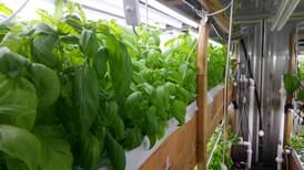 How fish are helping grow basil and more at a Wasilla farm