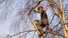 For Anchorage arborists, business is climbing