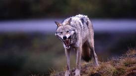Petition seeks to limit hunting, trapping of Denali wolf packs