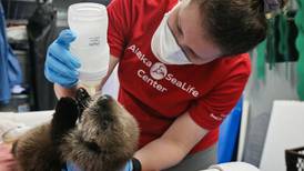 ‘There are hard days’: Behind the scenes with the Alaska SeaLife Center’s animal care team