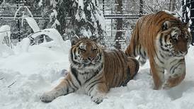 What researchers hope to learn from a Siberian tiger taking its final rest at Alaska’s Museum of the North