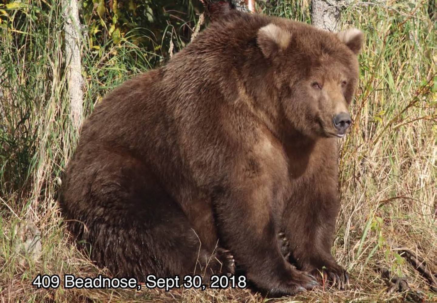 Katmai brown bear 409 Beadnose Sept. 30, 2018. (National Park Service)