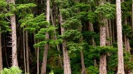Endangered Alaska tree? Rapidly dying yellow cedar may be listed