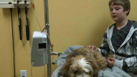 Clinic now offers canine blood transfusions