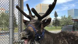 Letter: Time to move past Star the reindeer
